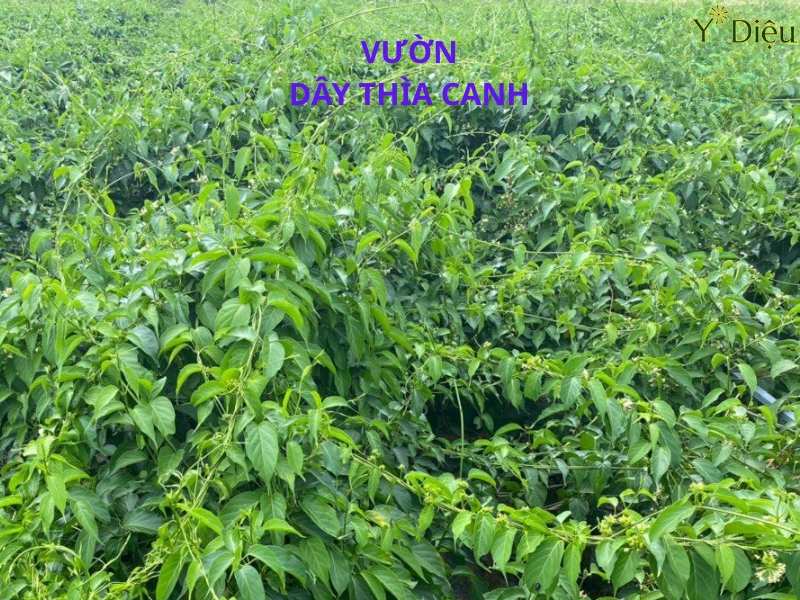Tác Dụng Phụ Của Dây Thìa Canh Và Những Điều Cần Lưu Ý